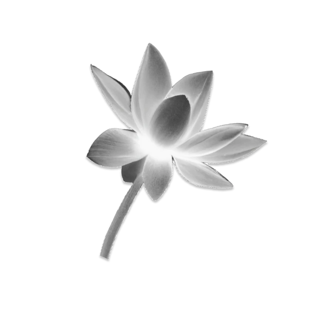 Lotus_Blanc